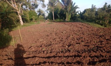 KWT Gampong Ladang Buka Lahan Pertanian untuk Budidaya Bawang Merah