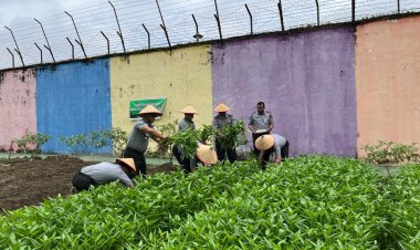 Dukung Program Ketahanan Pangan, Lapas Pekanbaru Panen Sayur