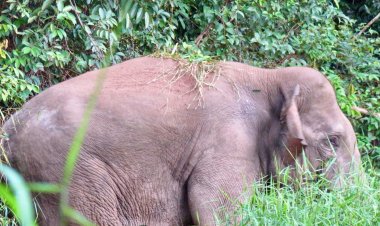 Habitat Gajah Makin Terancam di TNTN, FKGI Rekomendasikan 5 Point Aksi Penyelamatan