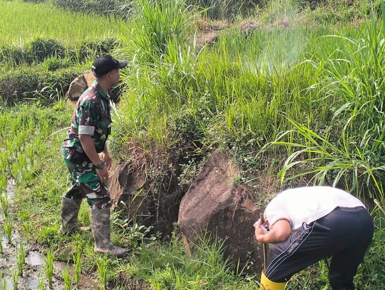 Babinsa Boyolali Buru Hama Tikus Bersama Warga