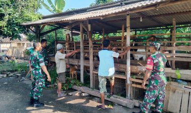 Babinsa Dorong Peternak Kambing Peleman Maju dan Mandiri