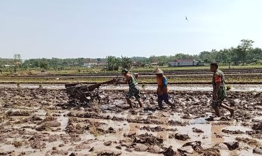 Babinsa Bantu Bajak Sawah Pakai Traktor di Sragen
