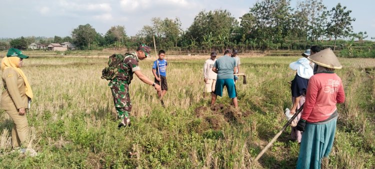 Babinsa Gropyok Tikus Selamatkan Padi Kemusu