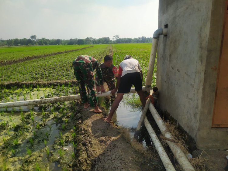Babinsa Bantu Pasang Pipa Irigasi, Sawah Petani Sragen Lancar