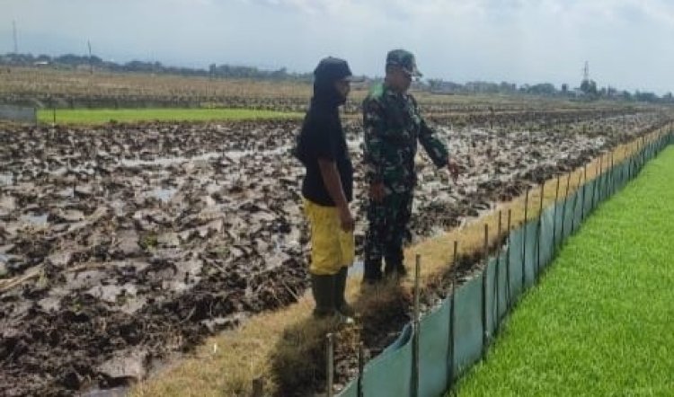 Babinsa Karangwaru Dampingi Monitoring Bibit Padi Unggul