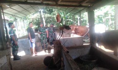 Danramil Gesi Pantau Kesehatan Ternak Sapi Sragen