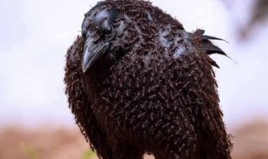 Anting: Rahasia Burung Gunakan Semut untuk Bersihkan Tubuh dan Lawan Parasit