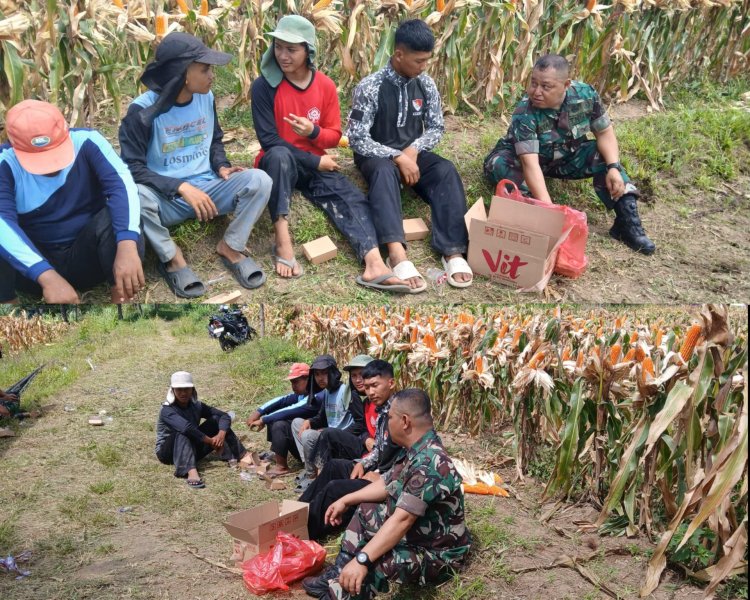 Babinsa Boyolali Bantu Panen Jagung, Dorong Ketahanan Pangan