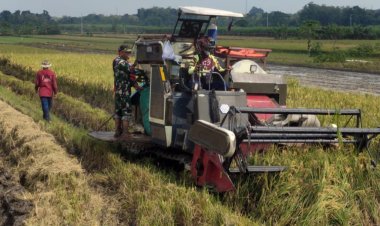 Babinsa Sragen Bantu Petani Panen Padi Gunakan Mesin Combi