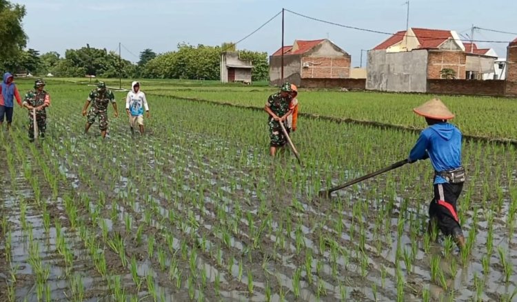 Babinsa Gondang Gotong Royong Bersihkan Gulma di Lahan Petani Sragen