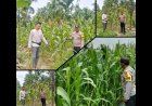Bhabinkamtibmas Polsek Merbau Pantau Jagung Pipil Dukung Ketahanan Pangan