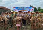 Dukung Swasembada Pangan, Wakapolda Riau Panen Raya Jagung di Pekanbaru