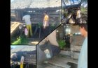 Polsek Merbau Cek Ternak Kambing Dukung Ketahanan Pangan