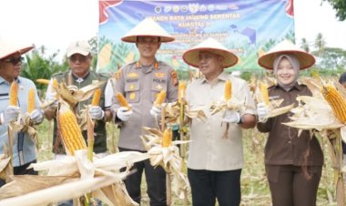 Panen Jagung Banjar Guntung 2026 Perkuat Ketahanan Pangan